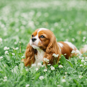 Puppy