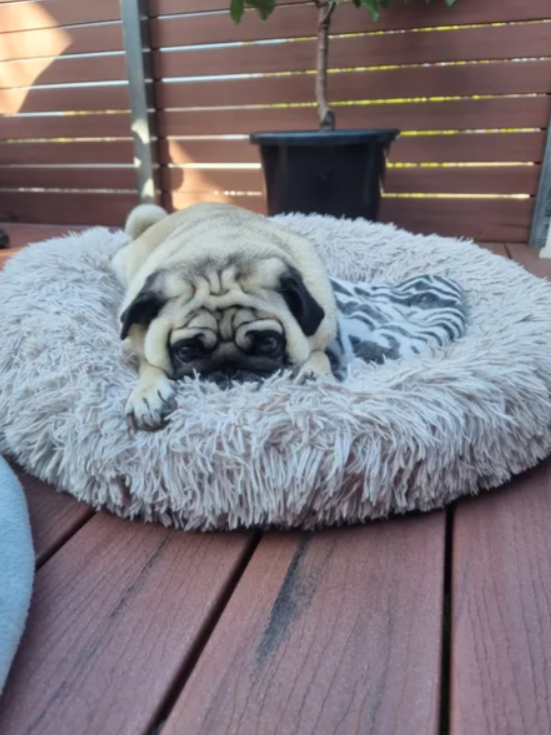 Has been excellent for my pugs!