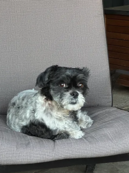 It has been great for our little girl Misty