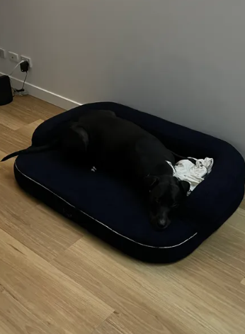 Vincent loves he’s new bed!