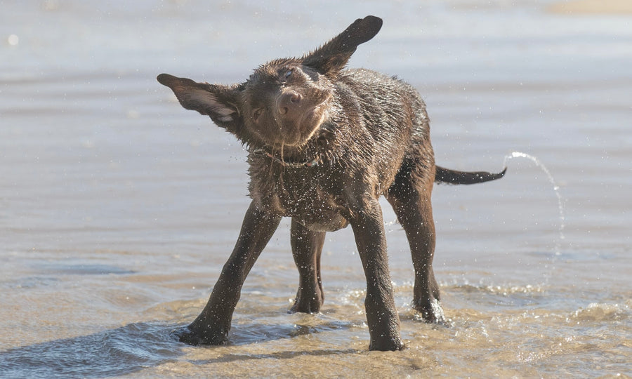 Why they REALLY do that wet dog shake