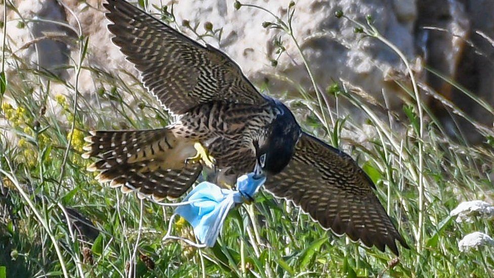 How you can save wildlife from Covid litter 😷
