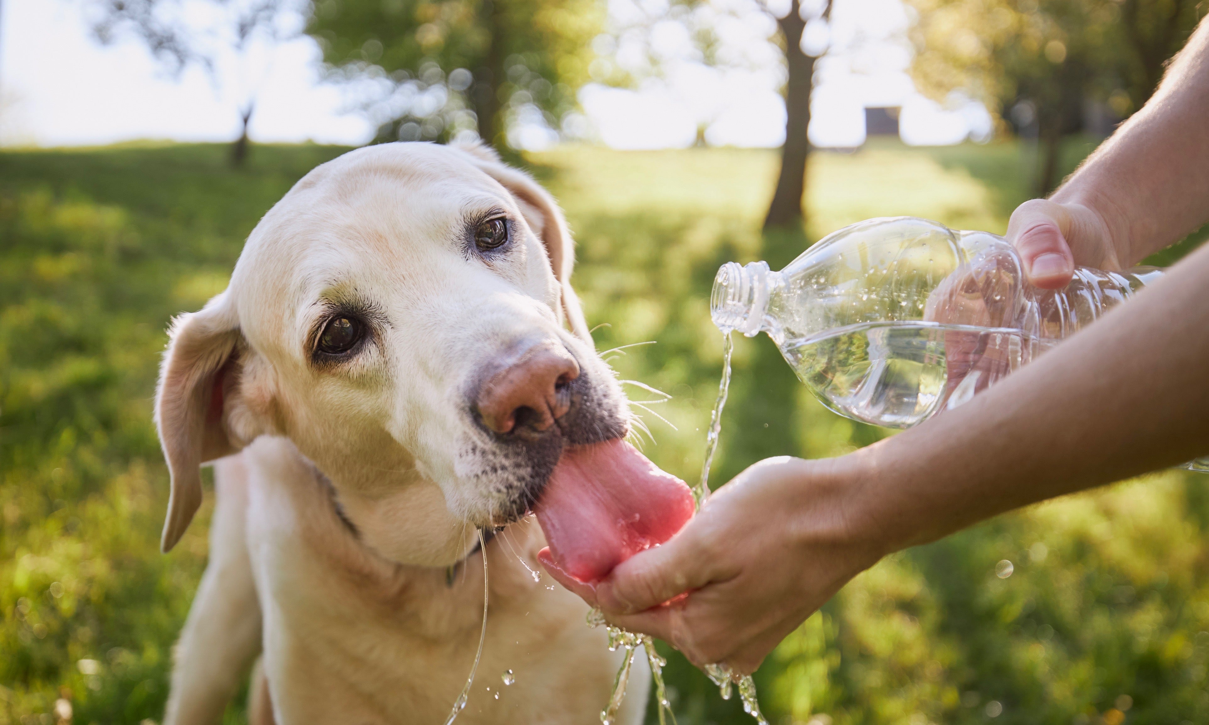 The two tips to get them through today's heat