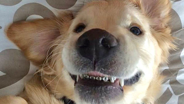 Oh yes. Dog braces really do exist