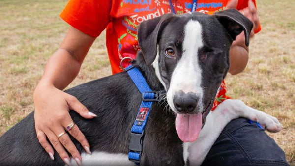 This dog's determination to overcome life's biggest challenges will make your day