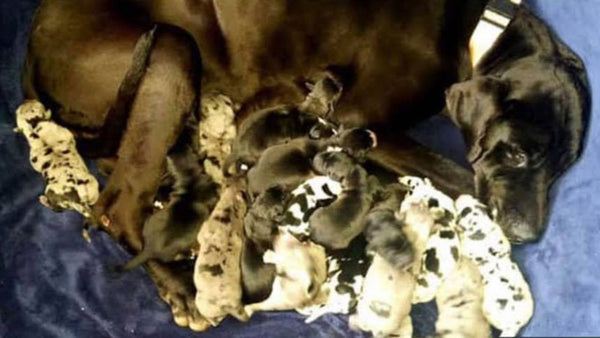 Great Dane gives birth to litter of 19 puppies