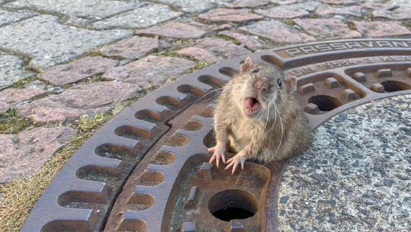Firefighters just helped a rat having a VERY bad day!