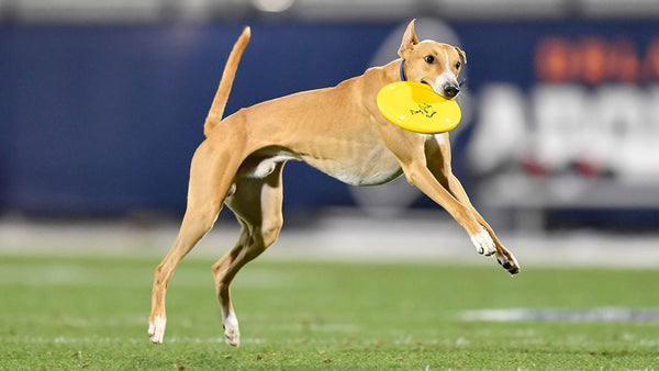No one is getting their paws on this dog's frisbee!