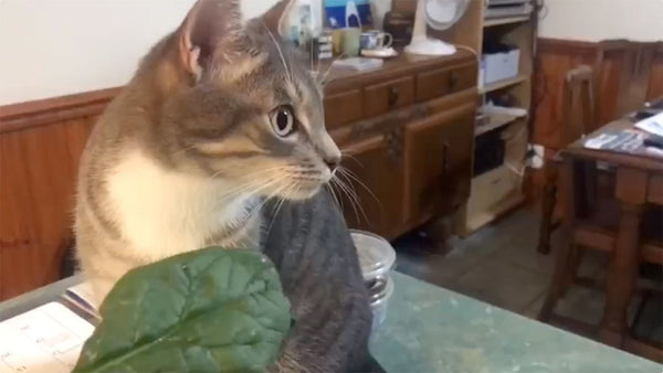 Cats who like salad? Seriously?