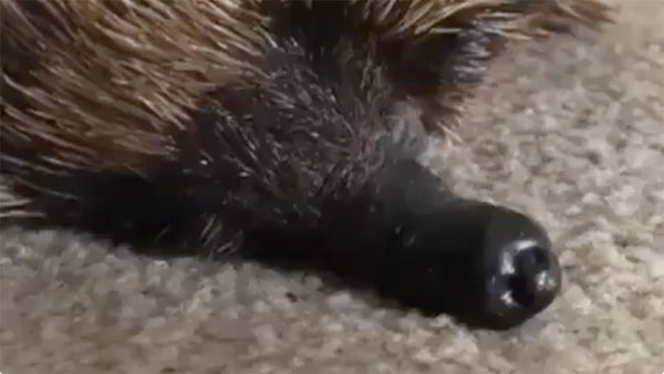 You won’t believe what a snoring echidna sounds like...