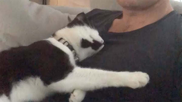Cats aren’t emotionally cold. They say ‘I love you’ in all these ways.
