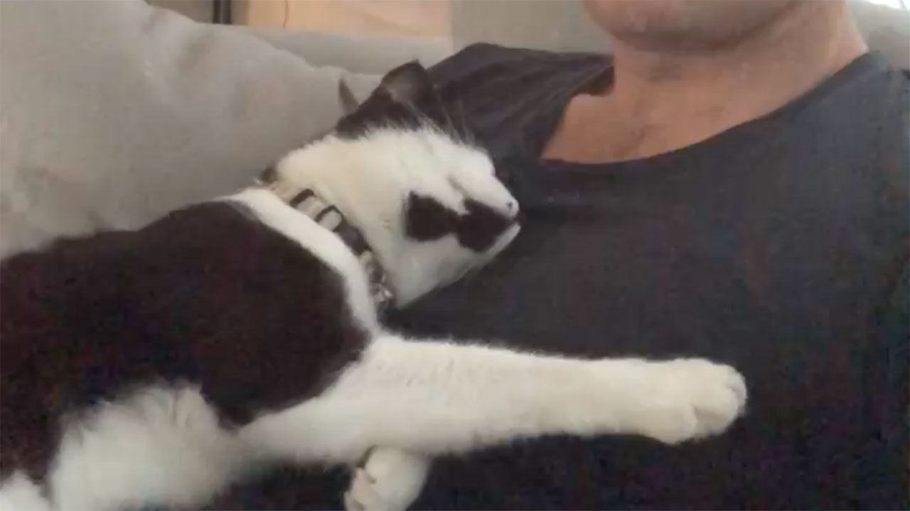 Cats aren’t emotionally cold. They say ‘I love you’ in all these ways.
