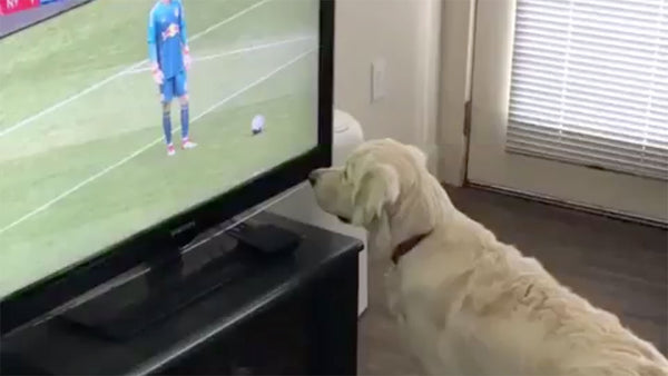 Why our pets are suddenly watching much more TV