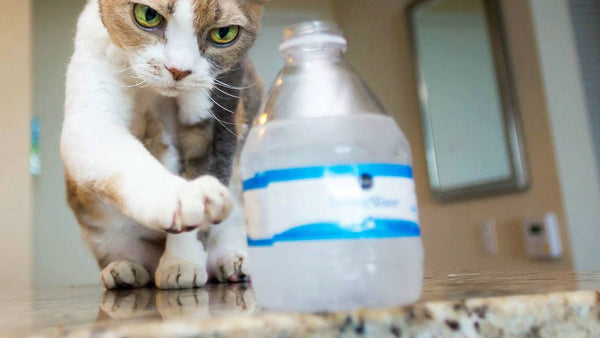 Why cats seem to love knocking your stuff off benches?