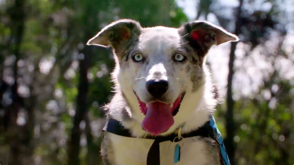 These koala sniffing dogs are the heroes we need