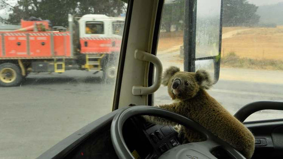 This koala was plucked to safety just in time