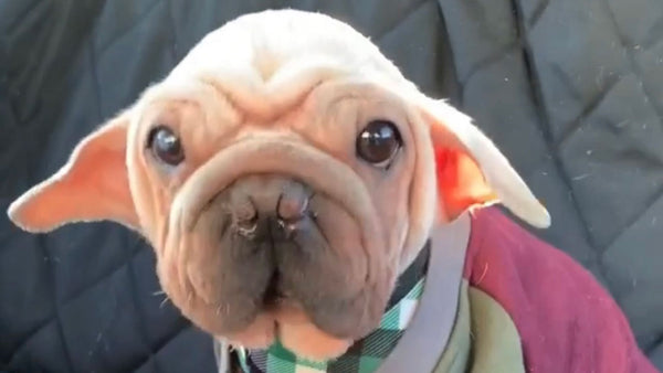 This pup is more than a real life baby Yoda