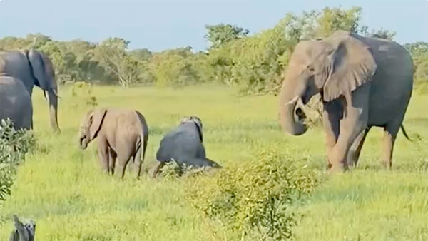 These baby elephants wrestling is everything