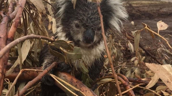 Why aren’t we protecting our koalas?