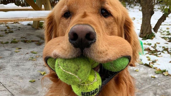 This retriever could really shake up a game of fetch