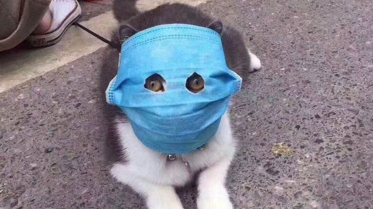 The truth about coronavirus, pets and these masks