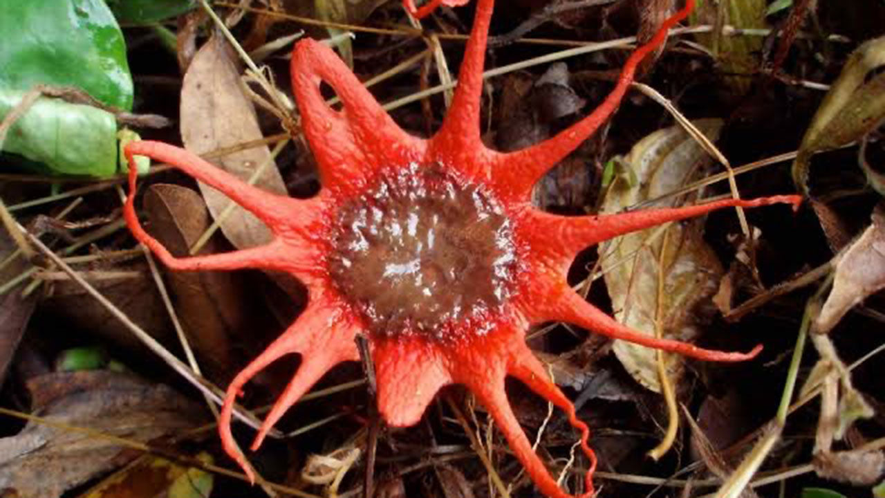Toxic fungi are here to ruin your pet’s summer