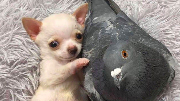 The reason this pup and this pigeon are best friends