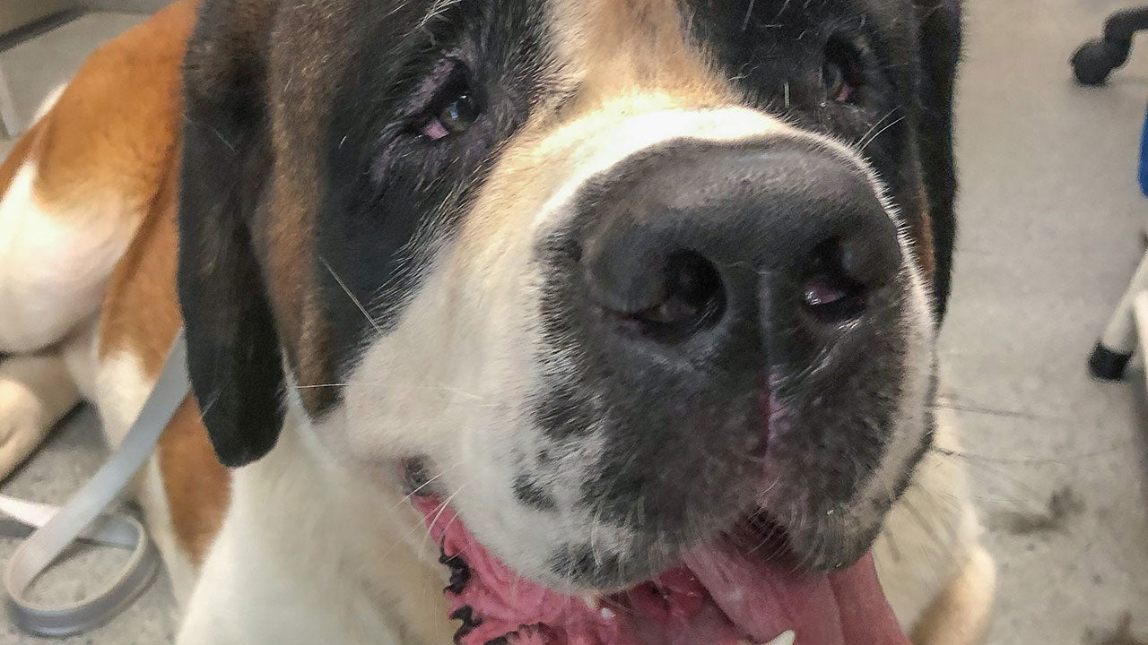 Bernie’s blood saved a life today. Here’s how....