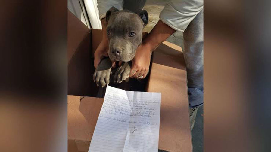 This boy saved his puppy in the most beautiful way