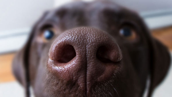 The real reason a dog’s nose is so cold!