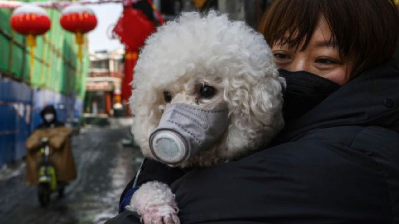 Should pets be panic buying kitty litter?