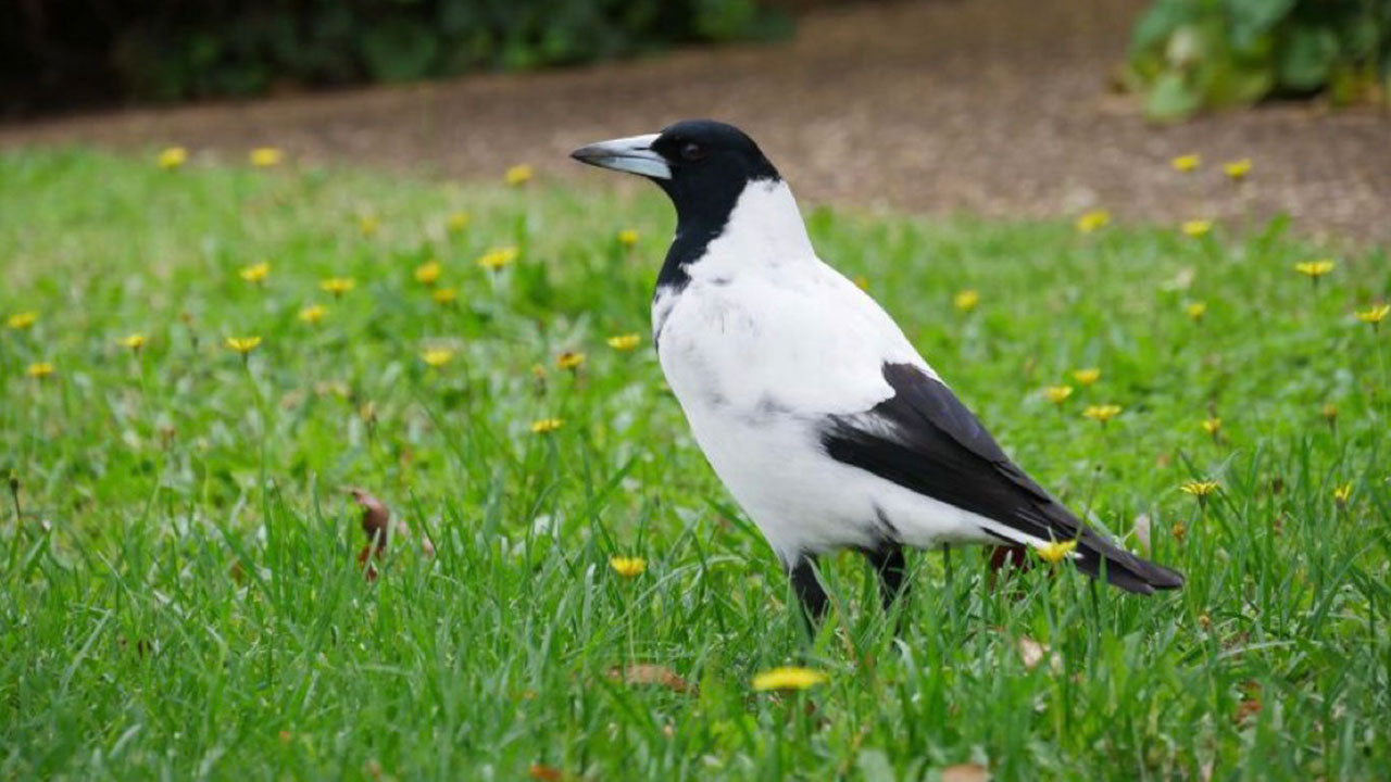 Lockdown is leading to strange discoveries