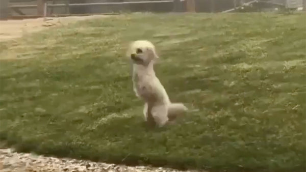 Watch this dog win life in lockdown