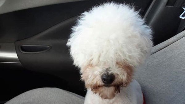 This dog discovered his inner alpaca