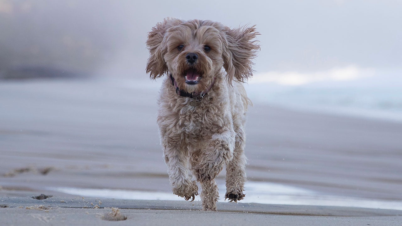 Your tips to survive tick season