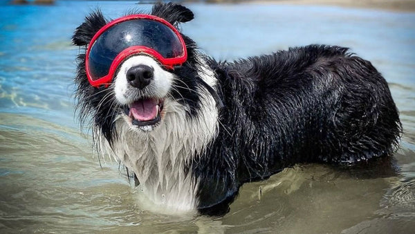 Why some pets need sunglasses