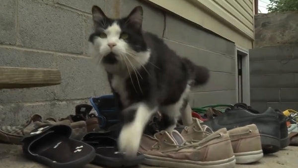 This cat has a very different take on hunting mice