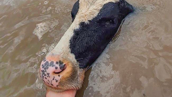 Why floods hit these animals the hardest