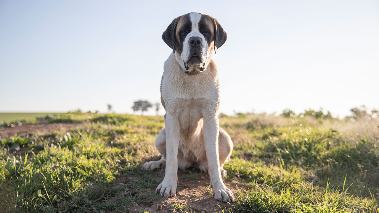 This dog really wanted to be a mum