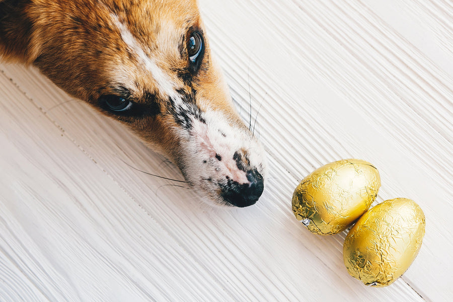 Dog easter eggs