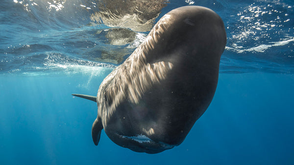 This whale knew just how to ask for help