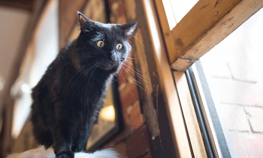 Why your cat is hassling to get outside