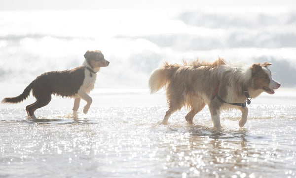 The one very sore way the beach bites back!