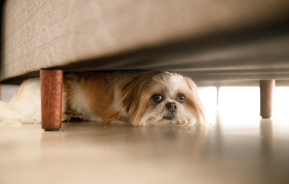For better or worse. Do these 3 tips really help dog separation anxiety?