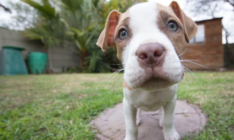The slimy backyard danger you might not know about