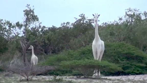 Why life is all-white for these giraffe