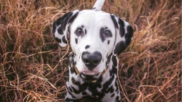 This Dalmatian’s nose knows the story
