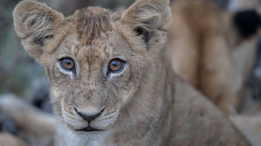 These lion cubs are going home for Xmas