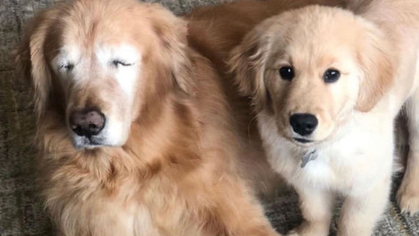 This blind retriever got his own guide dog