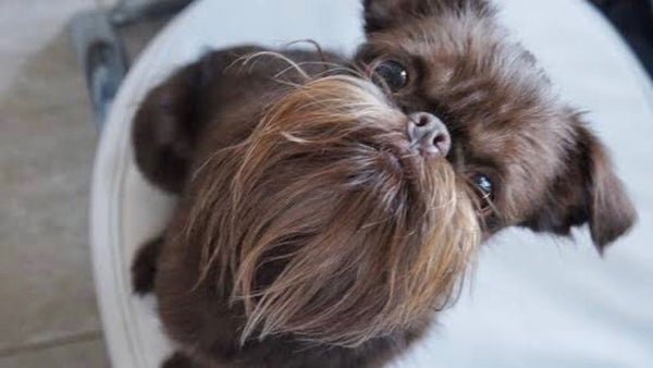 Could this beard be cleaner than the human equivalent?